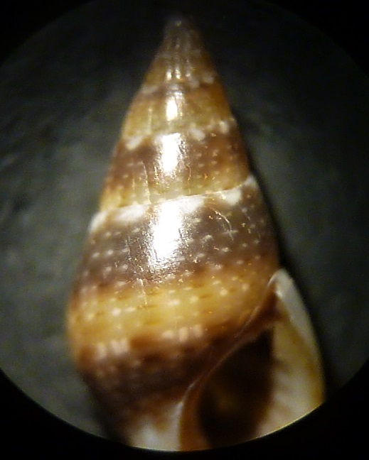 Tritia corniculum